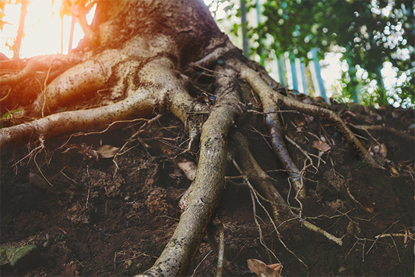 tree root pruning palm beach