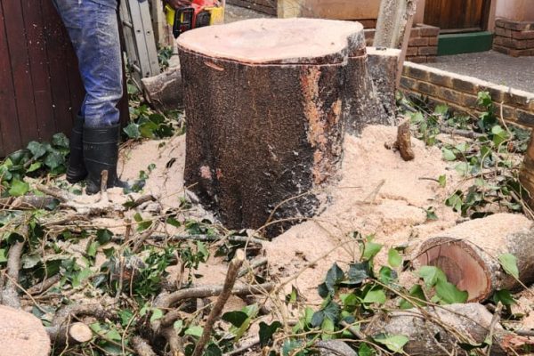 grinding a tree stump away in palm beach