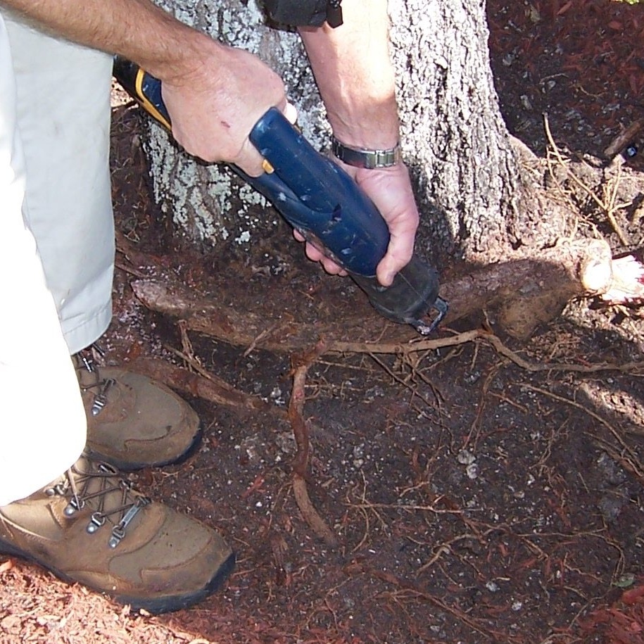 Arborist exposing surface roots beside cracked walkway at residential property