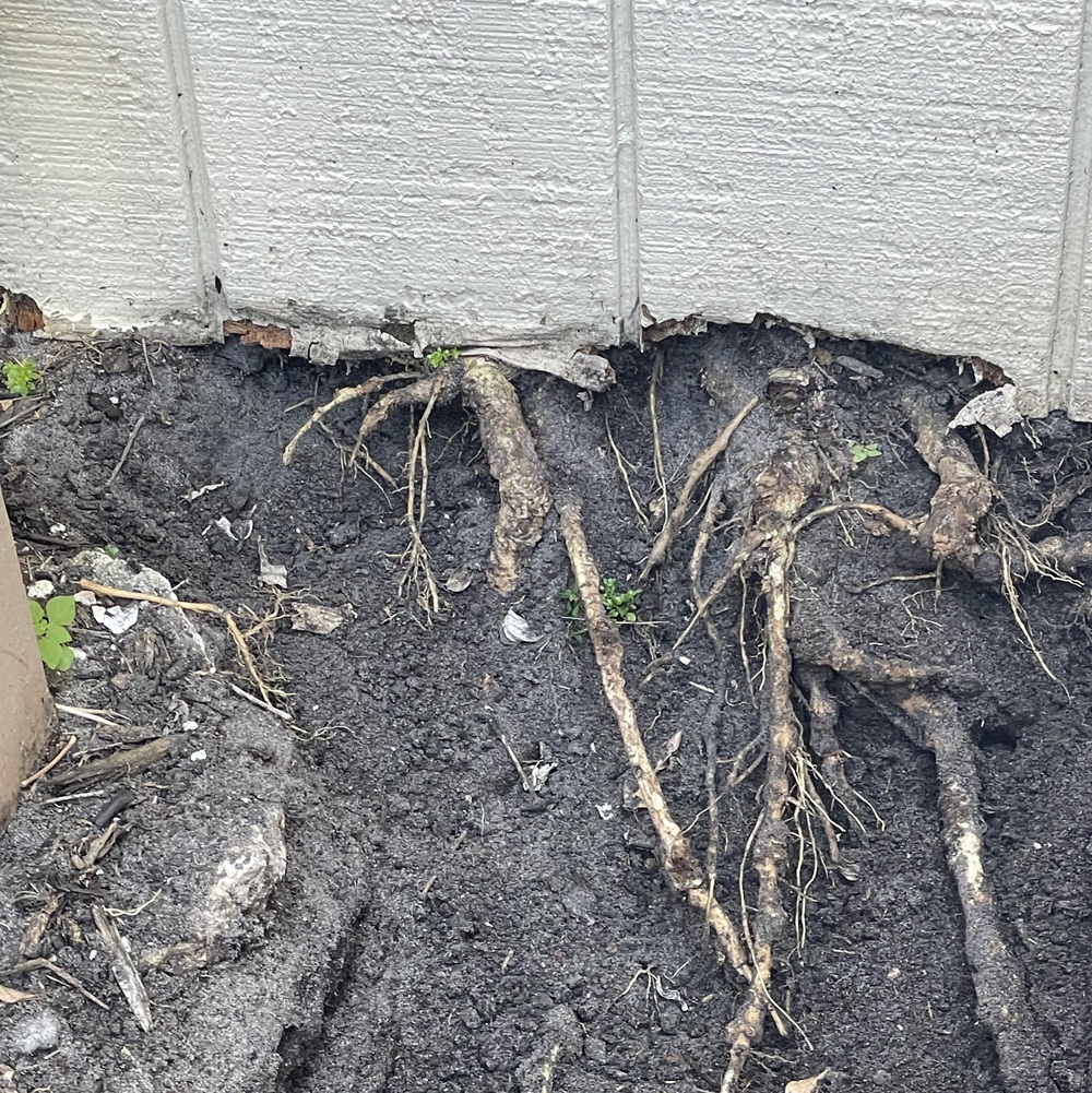 root pruning a tree that is breaking a wall in palm beach
