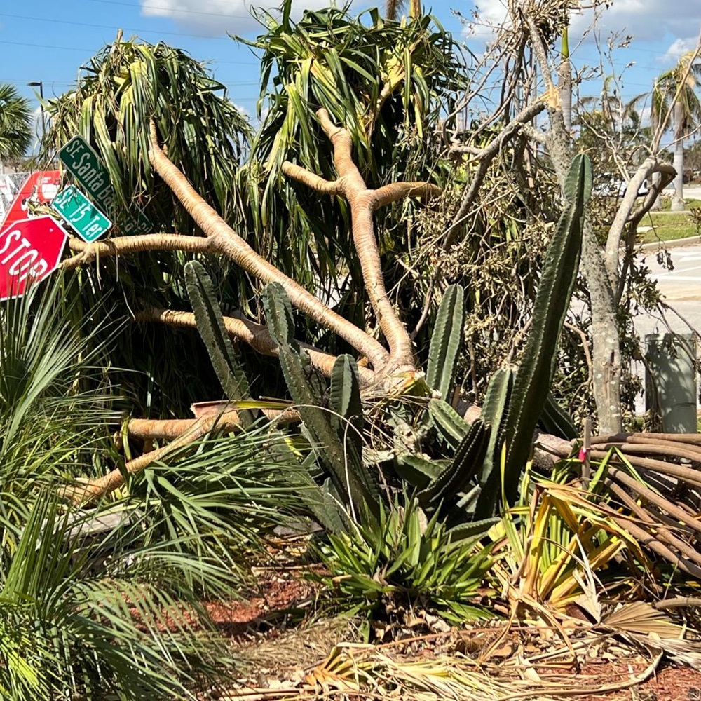 recovering trees after a storm in palm beach