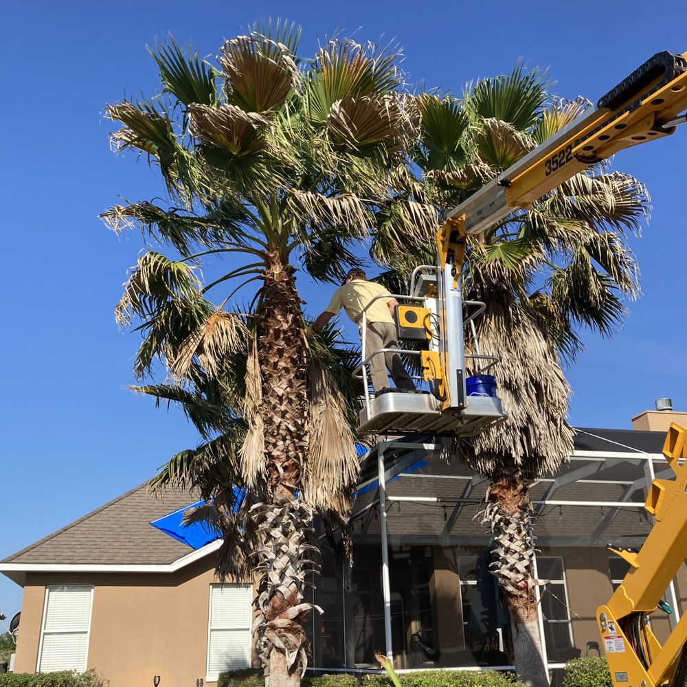our specialist tree care team at work in palm beach