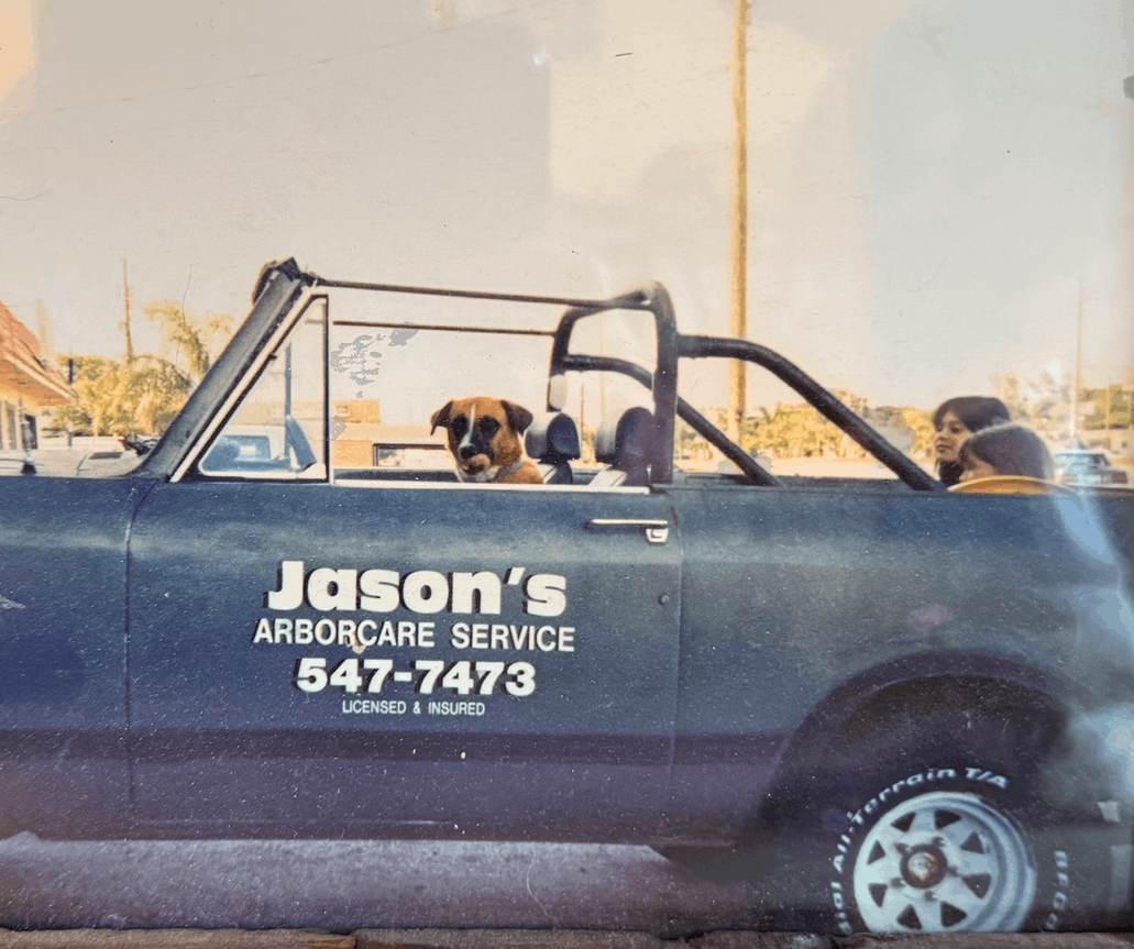 jasons arborcare is a specialist in palm beach arborist and arborcare company