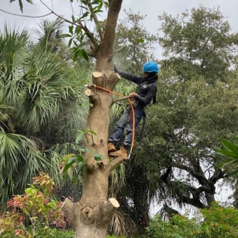 arborist palm beach