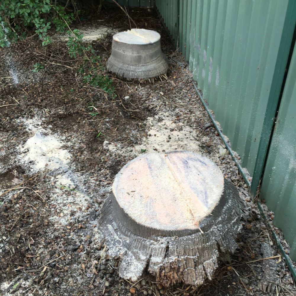 grinding an old tree stump at a client in palm beach