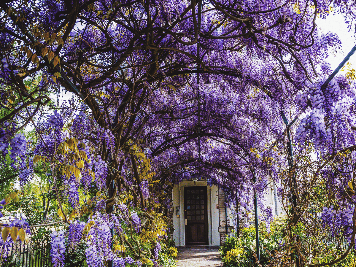 Professional arbor care and tree health services in Florida - Jason's Aborcare