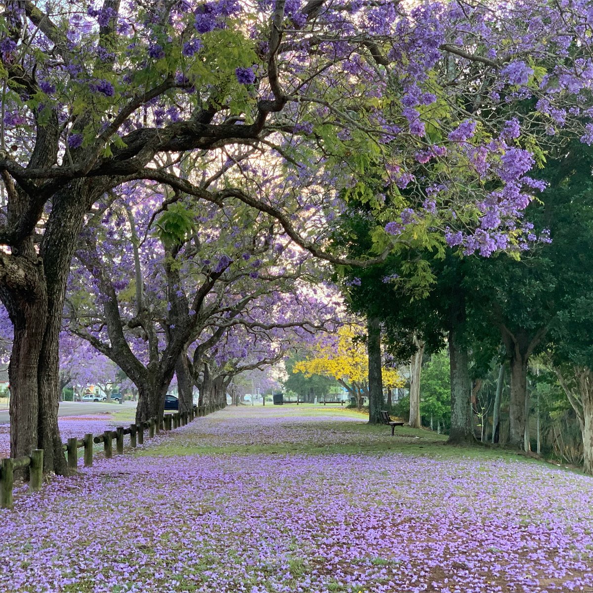 Professional arbor care and tree health services in Palm Beach, FL- Jason's Aborcare