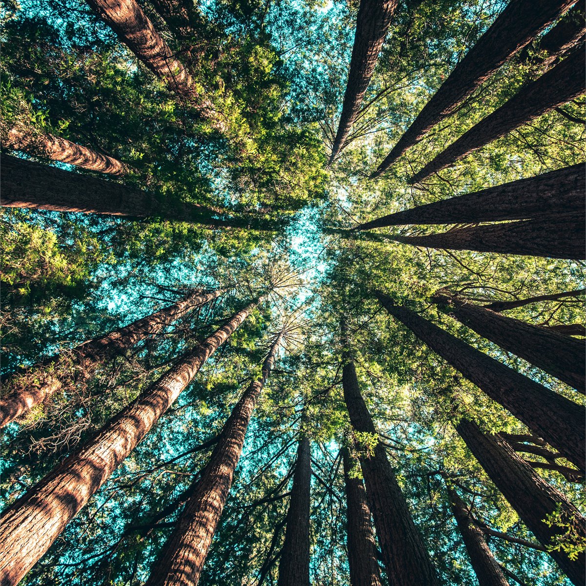 Reliable arbor care and tree health services in Martin County, FL - Jason's Aborcare
