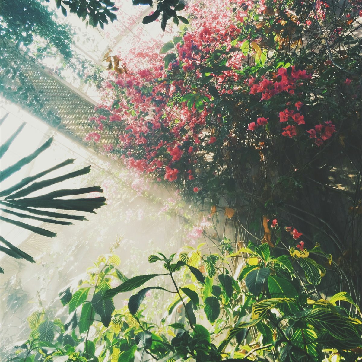 Trusted arbor care and tree health services in est Palm Beach, FL - Jason's Aborcare