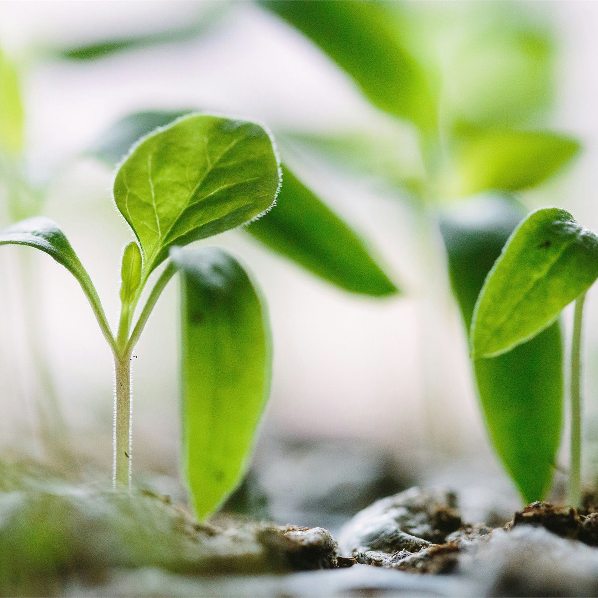 Reliable arbor care and tree health services in West Palm Beach, FL - Jason's Aborcare