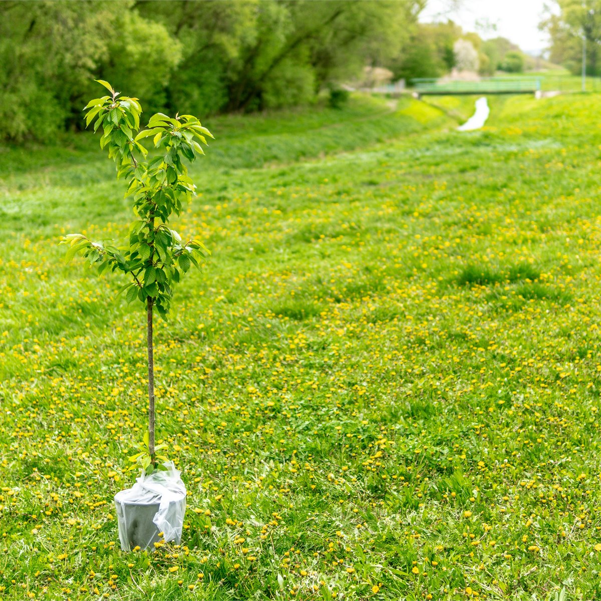 Top-notch arbor care and tree health services in Palm Beach Gardens, FL - Jason's Aborcare