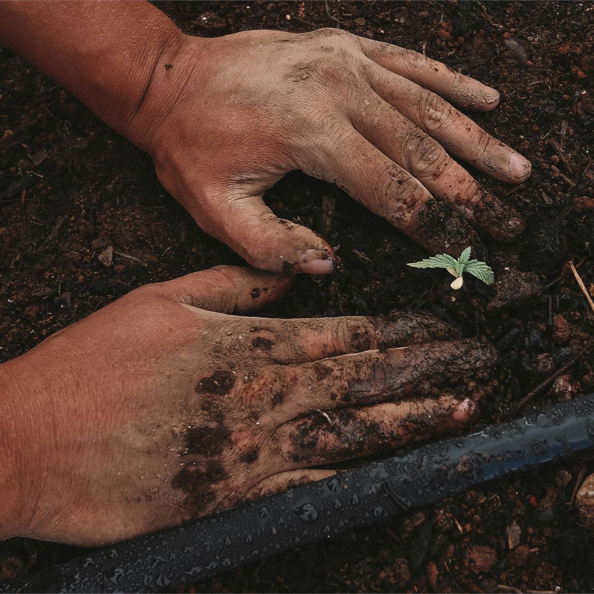 Reliable arbor care and tree health services in Palm Beach Gardens, FL - Jason's Aborcare