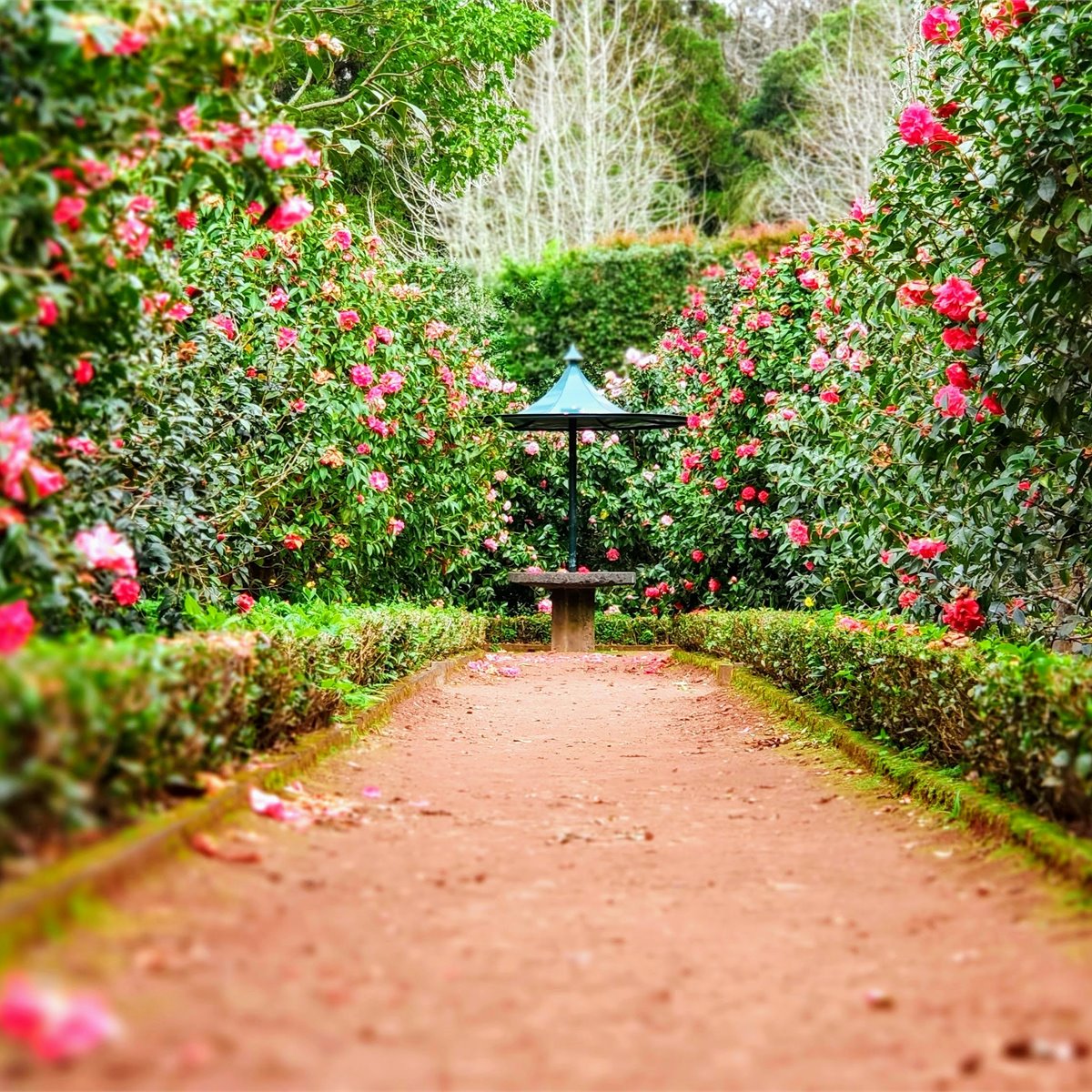 Top-notch arbor care and tree health services in Greenacres, FL - Jason's Aborcare