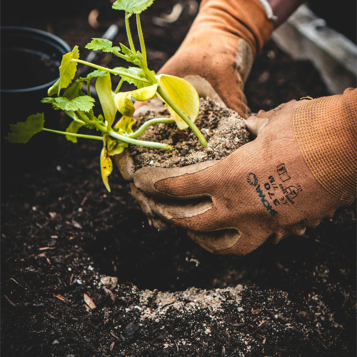 Reliable arbor care and tree health services in Royal Palm beach, FL - Jason's Aborcare