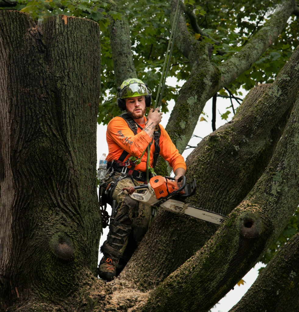 a man in a helmet sitting on a tree branch for Professional Arbor Care in Loxahatchee, FL