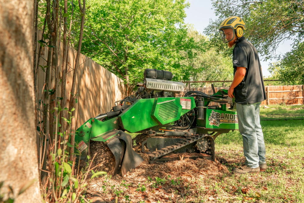 Reliable arbor care and tree health services near me