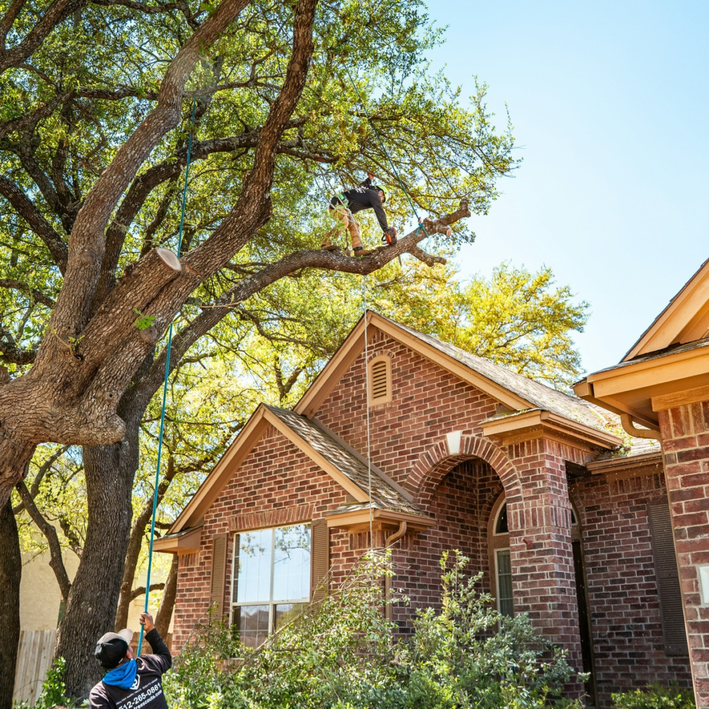 Arborist trimming large tree branches above a brick home during skilled tree trimming in Palm Beach Gardens, FL.