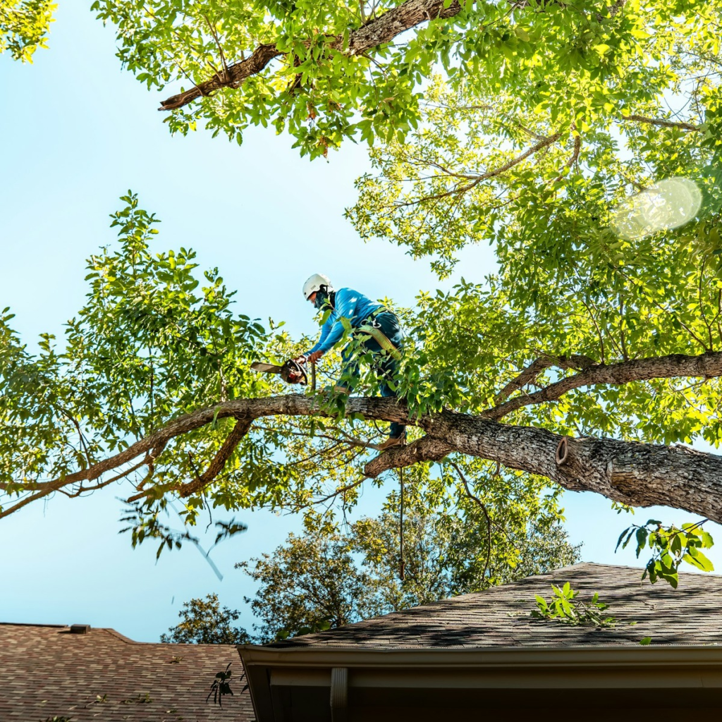 Arborist using a chainsaw to trim large tree branches above a residential roof, representing professional tree trimming services near me.