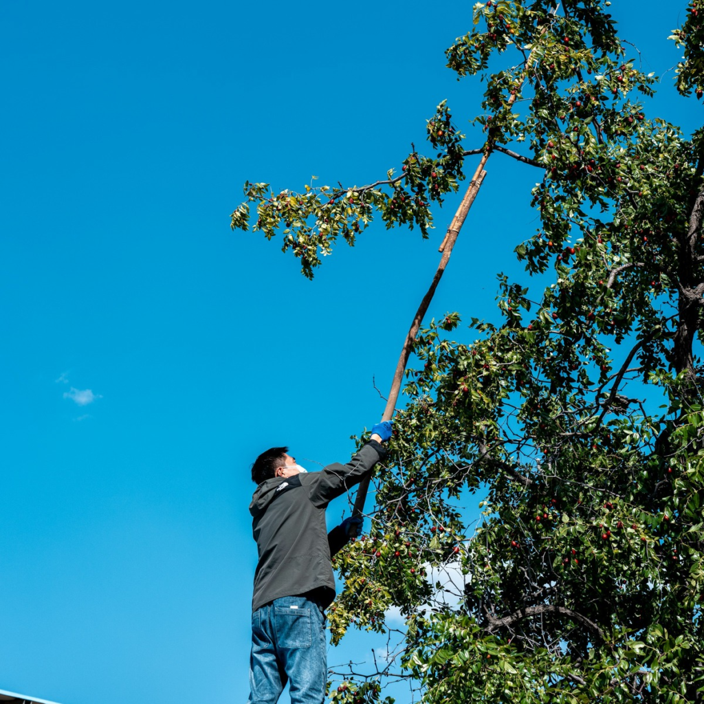 Arborist using a pole saw to trim overgrown tree branches, representing professional tree trimming services in Greenacres, FL.