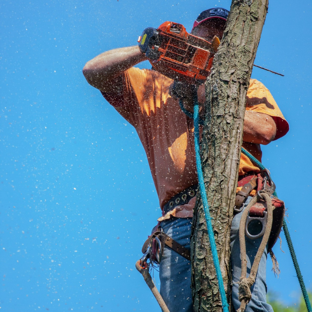 Arborist secured with climbing gear using a chainsaw to trim a tree trunk, representing professional tree trimming services near me.