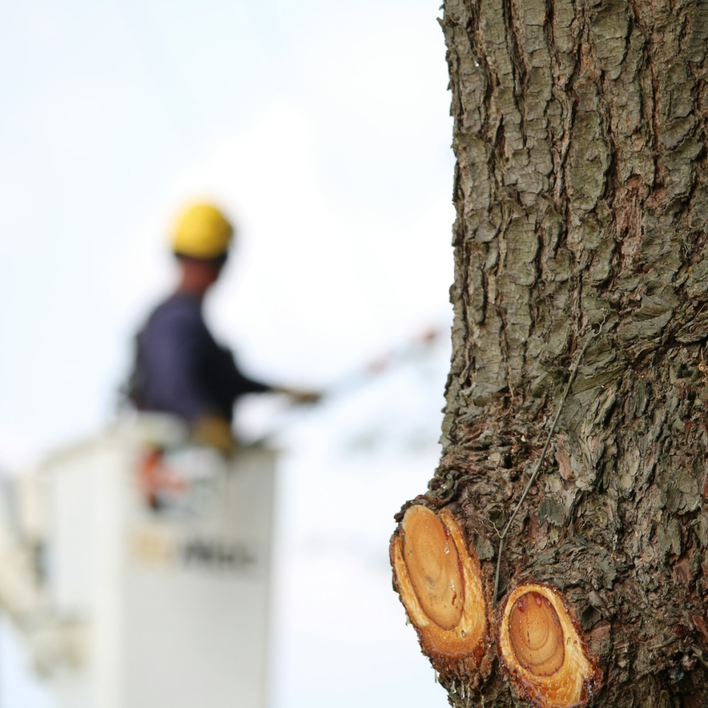 Close-up of freshly trimmed tree branches with an arborist working from a bucket lift, representing expert tree trimming in Jupiter, FL.