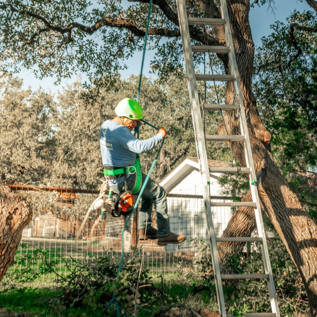 Professional arborist using climbing ropes and safety equipment beside a mature tree, representing professional tree trimming services near me.